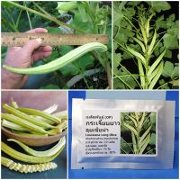 เมล็ดพันธุ์ กระเจี๊ยบยาว ลุยเซียน่า Louisiana Long Okra Seed 10 เมล็ด คุณภาพดี ราคาถูก ของแท้