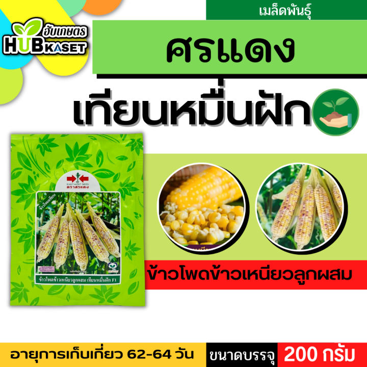 ศรแดง 🇹🇭 ข้าวโพดข้าวเหนียวลูกผสม เทียนหมื่นฝัก F1 ขนาดบรรจุ 200 กรัม อายุเก็บเกี่ยว 62-64 วัน