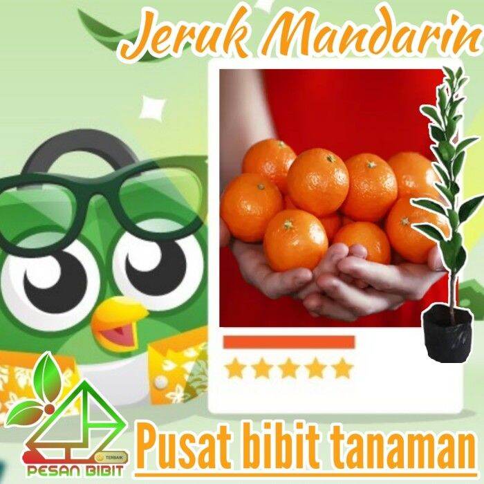 Bibit Pohon Buah Jeruk Mandarin Kondisi Berbuah Jeruk Paling Manis