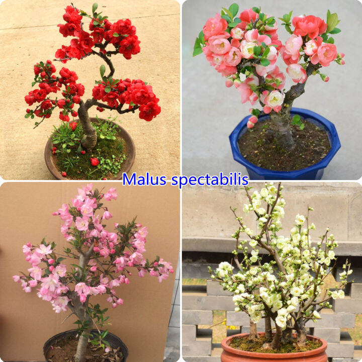 Malaysia Ready Stock 100 Pcs Mixcolor Malus Spectabilis for Planting