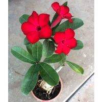 10 เมล็ด เมล็ดพันธุ์ ชวนชม สายพันธุ์ไต้หวัน สีแดง Adenium Seeds กุหลาบทะเลทราย Desert Rose ราชินีบอนไซ มีคู่มือปลูก นำเข้าจากไต้หวัน