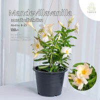 Treeno.9 T247 อมรเบิกฟ้าดอกสีวนิลา Mandevilla Vine ดอกสวย อยู่ได้นาน ไม้เลื้อย พุุ่มใหญ่ ความรุ่งเรือง สีสันสดใสกระถาง8นิ้ว