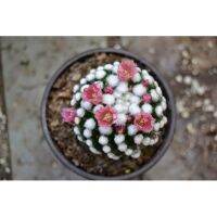 Promotion แมมโอรุกะ (Mammillaria oruga) ปุยขาวๆ น่าร้ากกกกก พร้อมส่ง พรรณ ไม้ น้ำ พรรณ ไม้ ทุก ชนิด พรรณ ไม้ น้ำ สวยงาม พรรณ ไม้ มงคล