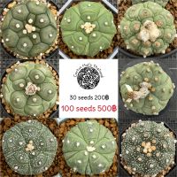 (โปร++) เมล็ดเเคคตัส เเอสโตรไฟตัมกิโกะ kikoseeds เมล็ดเเอสโตรไฟตัม ส่วนลด เมล็ดพันธุ์ พันธุ์ข้าว เมล็ดหญ้า เมล็ดข้าวโพด