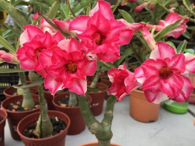 2 เมล็ด เมล็ดพันธุ์ ชวนชม สายพันธุ์ Amazing Thailand สีแดง Bonsai Desert Rose Adenium Seed กุหลาบทะเลทราย ราชินีทะเลทราย บอนไซ มีคู่มือปลูก