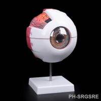 ۞☃⊕ Free shipping Eyeball Model Anatomical Eyeball Model Medical Learning Aid Teaching Instrument Medical Science Teaching Resources