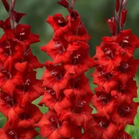 8หัว/ชุด สีแดง แกรนดิโอลัส (Gladiolus Bulb) หรือดอกซ่อนกลิ่นฝรั่ง เป็นดอกไม้แห่งคำมั่นสัญญา ความรักความผูกพัน ดอกแห่งรักแท้ ปลูกได้ทั่วไทย