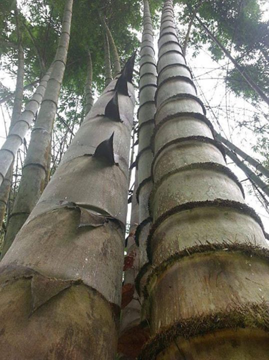 ขายส่ง-100-เมล็ด-เมล็ดไผ่หกยักษ์-the-giant-bamboo-มีชื่อเรียกอย่างอื่นว่า-หว่าซึ-ไผ่นวลใหญ่-ไผ่โป-ไผ่ยักษ์-bamboo-seeds-ไผ่-วงศ์หญ้า-ไม้ไม่ผลัด