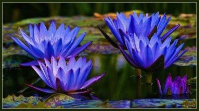100 เมล็ด เมล็ดบัว ดอกสีฟ้า ดอกเล็ก พันธุ์แคระ จิ๋ว ของแท้ 100% เมล็ดพันธุ์บัวดอกบัว ปลูกบัว เม็ดบัว สวนบัว บัวอ่าง Lotus Waterlily seeds