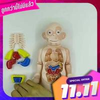 โมเดลประกอบอวัยวะ 3D ฝึกพัฒนาการน้องๆหนูๆ ฝึกการเรียนรู้ 3D organs practice the development of children Learning practice