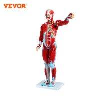 VEVOR Human Muscular Figure 27 Parts Muscular Anatomy Model Half Life Size PVC Material Model With A Stand For School Teaching