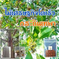 100 เมล็ด เมล็ดพันธุ์ Garden Seeds กระถินเทพา (Acaacia mangium willd) จัดเป็นไม้โตเร็วที่อยู่ในพืชตระกูลถั่ว มีถิ่นกำเนิดที่ประเทศปาปัวนิวกินี