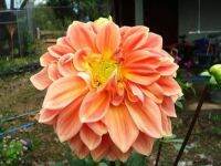 1 เหง้า/ชุด รักเร่ Dahlia Bulb สายพันธุ์ Monaco หัวรักเร่ ดอกไม้ หัวหน่อ เหง้า นำเข้า เนเธอร์แลน หัวสดใหม่