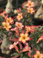 8 เมล็ด เมล็ดพันธุ์ ชวนชม สายพันธุ์ K012 สีเหลือง Desert Rose Adenium Seed กุหลาบทะเลทราย ราชินีบอนไซ มีคู่มือปลูก ปลูกประดับบ้าน เป็นมงคล