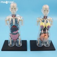 4D MASTER Transparent Human Anatomical Model Educational Toys Children Used Body Anatomy Internal Organs School Teaching Tools