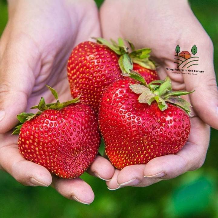 สตอเบอรี่ยักษ์-giant-strawberry-seeds-เมล็ดพันธุ์สตอเบอรี่ยักษ์-ราคาถูก-ลูกใหญ่-ปลูกง่าย-บรรจุ-10-เมล็ด-สตอเบอรี่