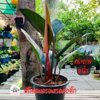 ต้นฟิโลเดนดรอน เรดคองโก Philodendron sp พร้อมกระถาง