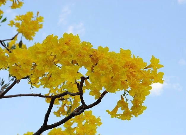 เมล็ดเหลืองปรีดียาธร-tabebuia-argentea-britt-35-บาท-30-เมล็ด