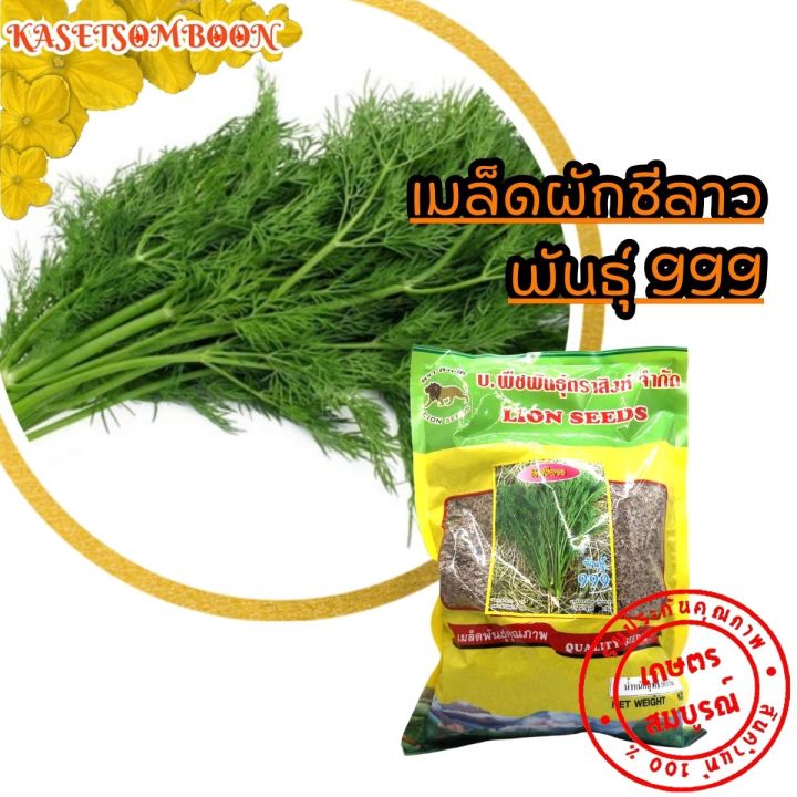 ผักชีลาว-999-เมล็ดพันธุ์-500-ก-ตราสิงห์โต