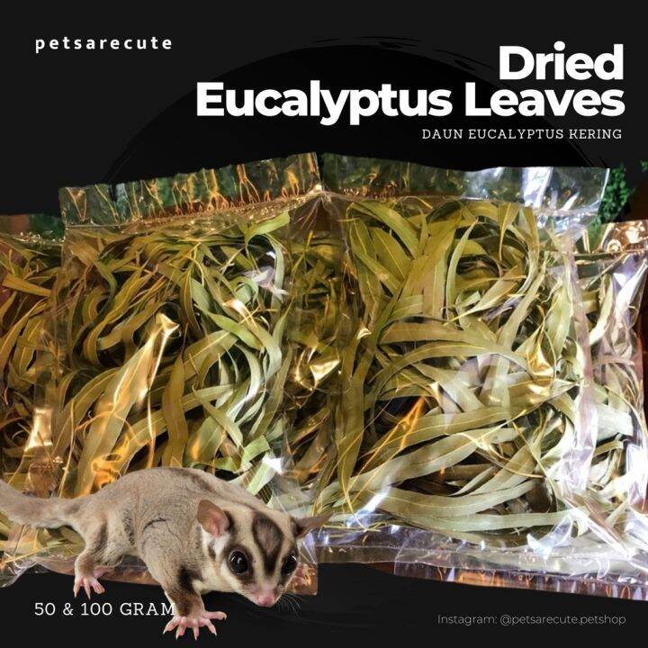 [PETSARECUTE] • SUGAR GLIDER DRIED EUCALYPTUS LEAVES DAUN EUCALYPTUS