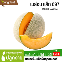 เมล็ดพันธุ์ เมล่อน เนื้อสีส้ม 50เมล็ด อัตราการงอก95%ปลูกง่าย เมล็ดคุณภาพ เก็บไว้ได้1ปี (แถมฟรี!!!เมล็ดผัก)