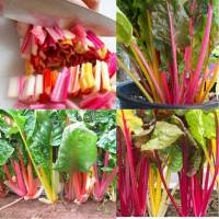 เมล็ดผักเรนโบว์สวิสชาร์ตคละสี -  MIX SWISS CHARD  บรรจุซอง100 เมล็ด  สีสวย ปลูกง่าย โตไว ชอบแดดปลูกได้ทุกภาคของประเทศสวิ