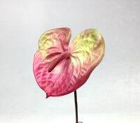 ดอกหน้าวัว ยาว48cm. Artificial anthurium ดอกไม้ประดิษฐ์เกรดพรีเมี่ยม สวยเหมือนจริง