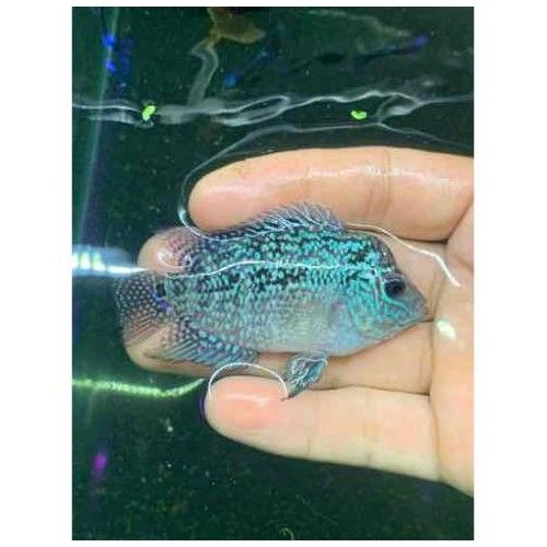 Giao Nhanh 2 Giờ Và Nội Hcm]La Hán Thái Châu Đỏ Size 1 Ngón, Cá Khỏe , Dễ  Nuôi, Cá Nhú Đầu ,Hoàn Lại Tiền Khi Có Rủi Ro Do Vận Chuyển |