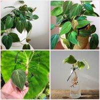 Philodendron Hederaceum (Micans) หรือ พลูสนิม 1 กิ่งยาวประมาณ 15 ซม ชำง่าย โตเร็ว เลี้ยงง่าย ไม้ฟอกอากาศ ไม้เลื้อย ใบกำมะหยี่