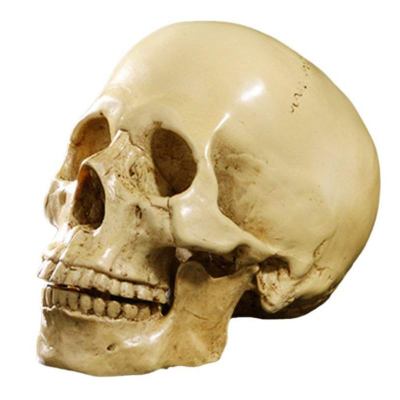 Model 1: 1 Resin Human Skull Anatomical Teaching Decoration Yellow
