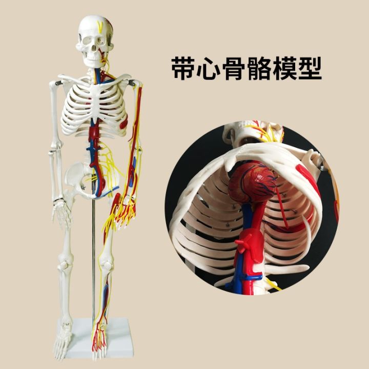 human-skeleton-model-85-cm-medical-skeleton-spine-adult-spinal-remove-body-skeleton-models-simulation-hands