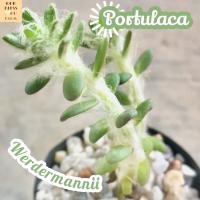 [พอร์ททูลาคา เวอร์เดอร์แมนนิอาย] Portulaca Werdermannii ส่งพร้อมกระถาง แคคตัส Cactus Succulent Haworthia Euphorbia ไม้หายาก พืชอวบน้ำ ไม้หนาม ไม้ทะเลทราย กระบองเพชร
