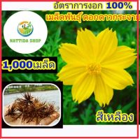 Nadtida 1,000 เมล็ดพันธุ์ ดอกดาวกระจาย สีเหลือง ดาวกระจายสีเหลือง JINOHONG HOME ต้นไม้ตาย ระหว่างขนส่ง เคลมฟรี