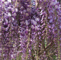 ต้นวิสทีเรีย (Wisteria) ไม้เถาเลื้อย ดอกสีม่วงเข้ม อายุต้น 2 ปี+ ต้นไม้นำเข้า หายาก