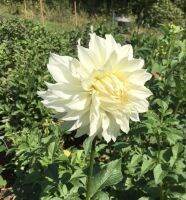 1 เหง้า/ชุด รักเร่ Dahlia Bulb สายพันธุ์ White Doitung หัวรักเร่ ดอกไม้ หัวหน่อ นำเข้า เหง้า เนเธอร์แลน หัวสดใหม่