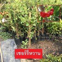 HOT** ต้นเชอร์รี่ รสหวานCHERRY ทาบกิ่งแท้ ผลดก ลูกหวาน ปลูก3เดือนติดลูก ส่งด่วน พรรณ ไม้ น้ำ พรรณ ไม้ ทุก ชนิด พรรณ ไม้ น้ำ สวยงาม พรรณ ไม้ มงคล