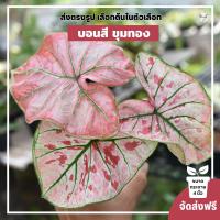 Chanrak.plants บอนสี ชื่อขุมทอง