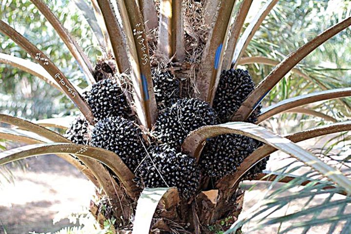 ส่งฟรี-15-ต้น-มีใบรับรอง-ต้นพันธุ์ปาล์มน้ำมัน-โกลด์เด้นเทเนอรา-gtปาล์มน้ำมันลูกผสม-dxp-oil-palm-สายพันธุ์เทเนอรา-พืชน้ำมัน-จัดส่งแบบห่อตุ้ม