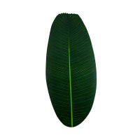 Terylin ถาดรองแก้วพลาสติกรูปใบ Monstera สำหรับบ้านทนความร้อนได้แผ่นรองจานเป็นมิตรกับสิ่งแวดล้อมแผ่นรองจาน