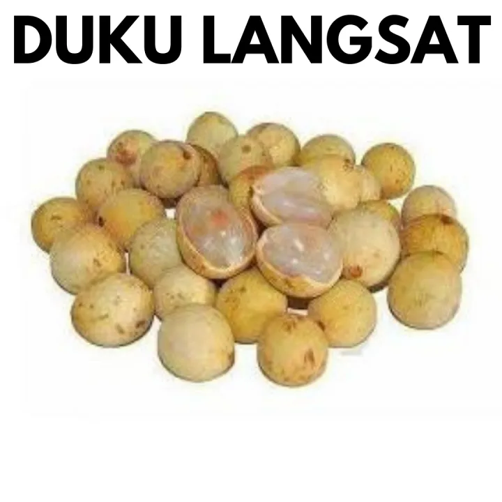 Duku langsat vs Lee's blog: