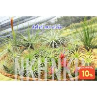 โปรแรง Tillandsia : สับปะรดสี ต้นไม้รากอากาศ ทิลแลนเซีย ไม้ประดับ : ชุด ทิลแลนด์เซีย กลุ่มไม้เลี้ยงง่าย เก็บเงินปลายทาง