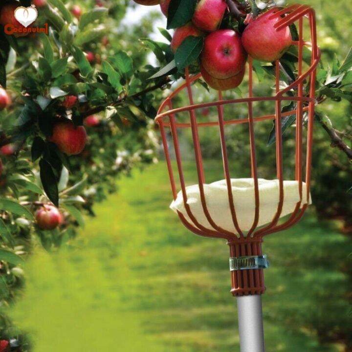 fruit-picker-basket-catcher-picking-fresh-orange-garden-tools-for-broom-pole-stick