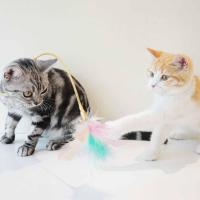 Funny Pet Cat Toy Interesting Bell Teaser Cat Toys Feather Interactive Toy Toys Cats Stick Funny Stick Kitten Collars T2L7
