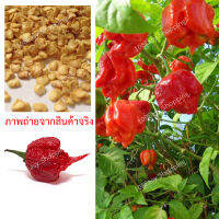 พริก CAROLINA REAPER PEPPER เมล็ดพันธุ์พริกแคโรไลนาจีน เมล็ดพันธุ์นำเข้าจาก จีน พริกแคโรไลน่า เรฟเปอร์