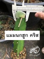 แมมนกฮูก แมมนกฮูกคริส แมม นกฮูก นกฮุก เมล็ด กระบองเพชร Mammillaria Perbella cristata crest mam gymno แคคตัส