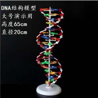 Large DNA double helix structure of DNA model model high school biology experiment teaching instrument equipment