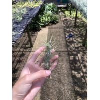 Tillandsia Funckiana ฟังเกียน่า