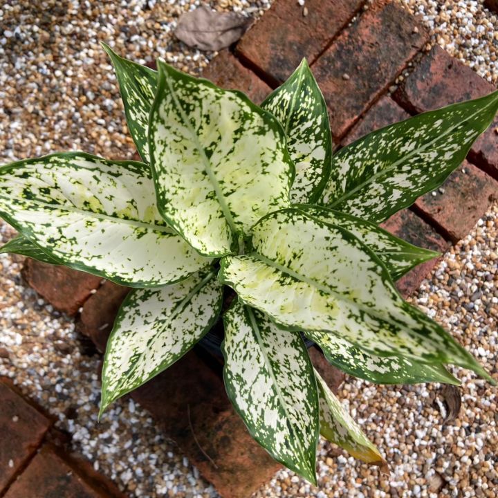 ส่งเร็ว-ต้นเพชรน้ำหนึ่ง-หนึ่งใน-แก้วกาญจนา-หรือ-อโกลนีมา-aglaonema