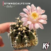 Gymnocalycium ยิมโนคาไลเซียม ไม้อวบน้ำ #แคคตัส กระบองเพชร cactus&amp;succulent