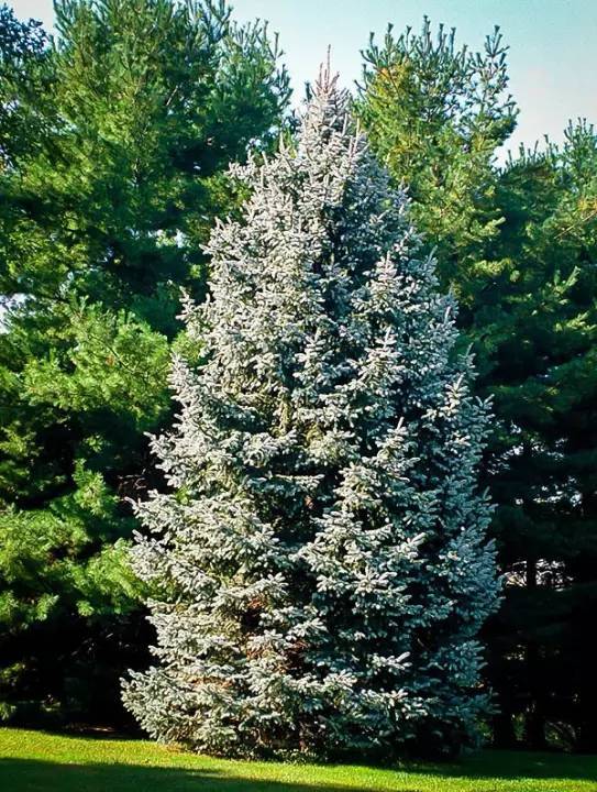 เมล็ดพันธุ์-picea-glauca-white-spruce-10-เมล็ด-เมล็ดพันธุ์นำเข้าจาก-อังกฤษ